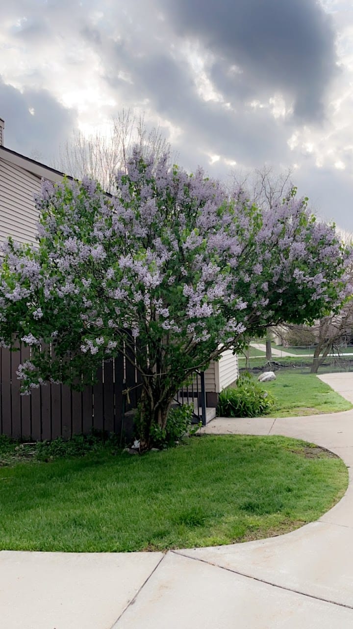 Photo of EDGEWOOD VILLAGE. Affordable housing located at 6213 TOWAR GARDEN CIRCLE MERIDIAN TWP, MI 48823