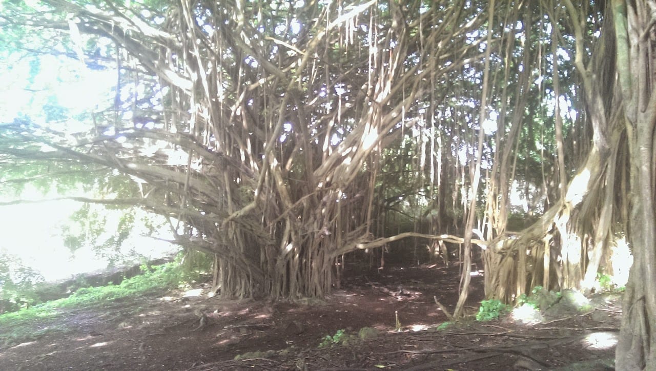 Photo of KAMANA ELDERLY. Affordable housing located at 145 KAMANA ST HILO, HI 96720