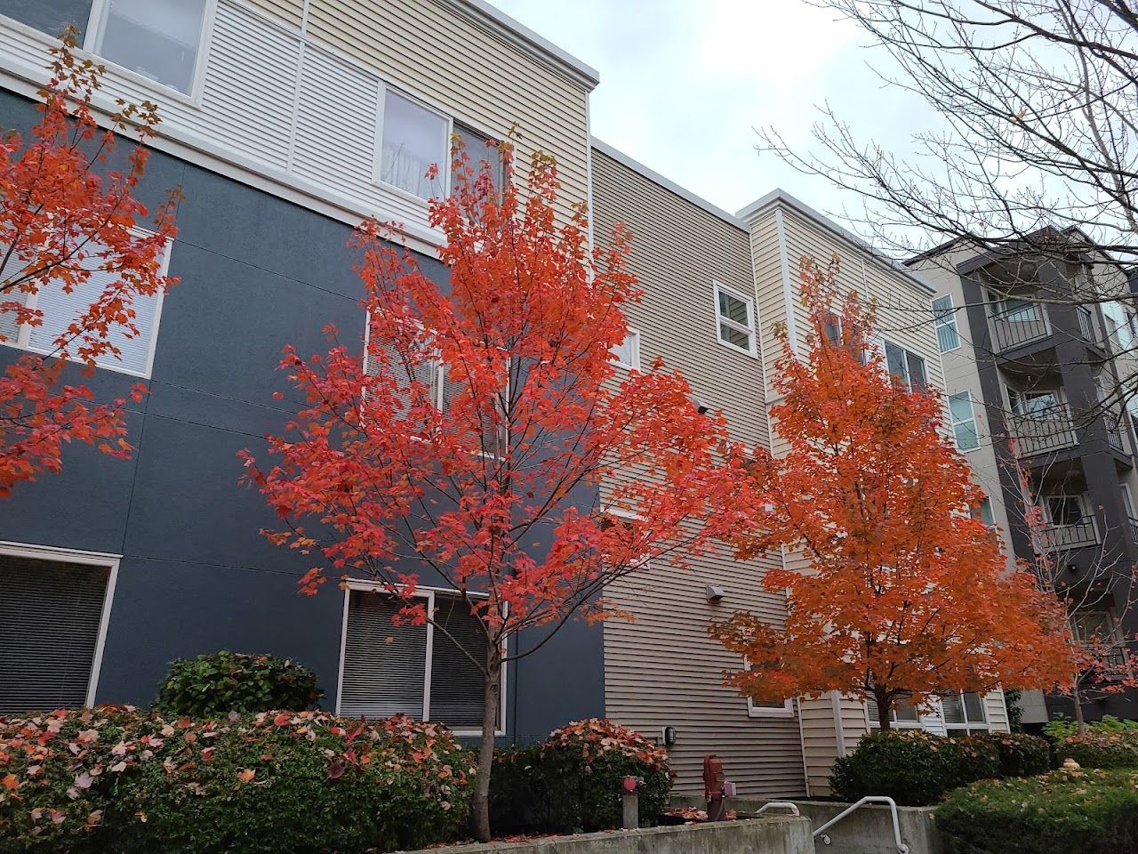 Photo of ASHWOOD COURT APARTMENTS at 11018 NE 11TH STREET BELLEVUE, WA 98004