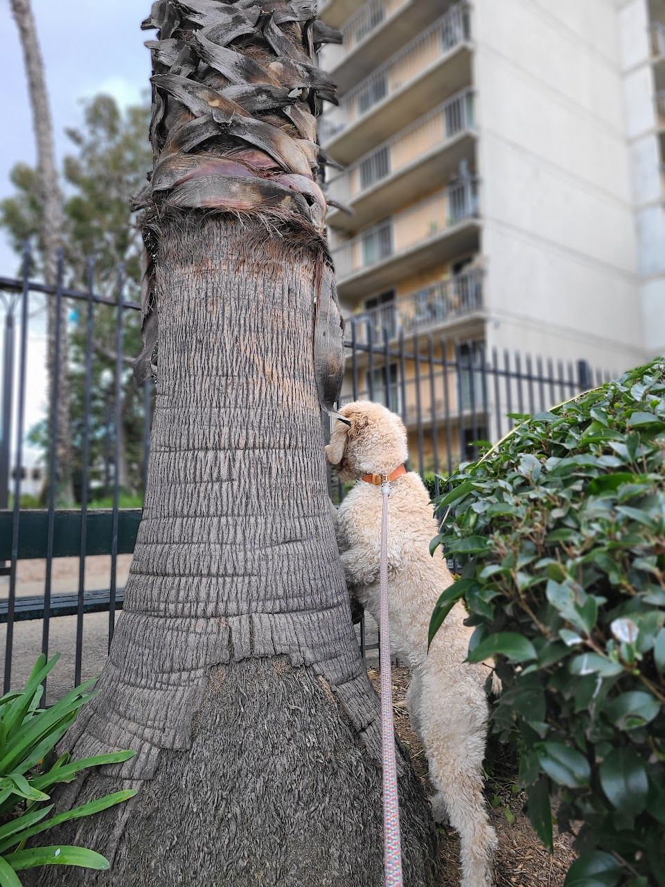 Photo of PILGRIM TOWER NORTH APTS. Affordable housing located at 560 E VILLA ST PASADENA, CA 91101