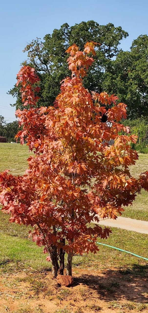 Photo of TEMPLE GARDENS at 1515 NE 48TH ST OKLAHOMA CITY, OK 73111