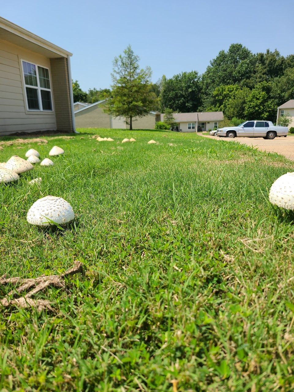 Photo of HILLSIDE APARTMENTS at 401 N 8TH ST FLIPPIN, AR 72634