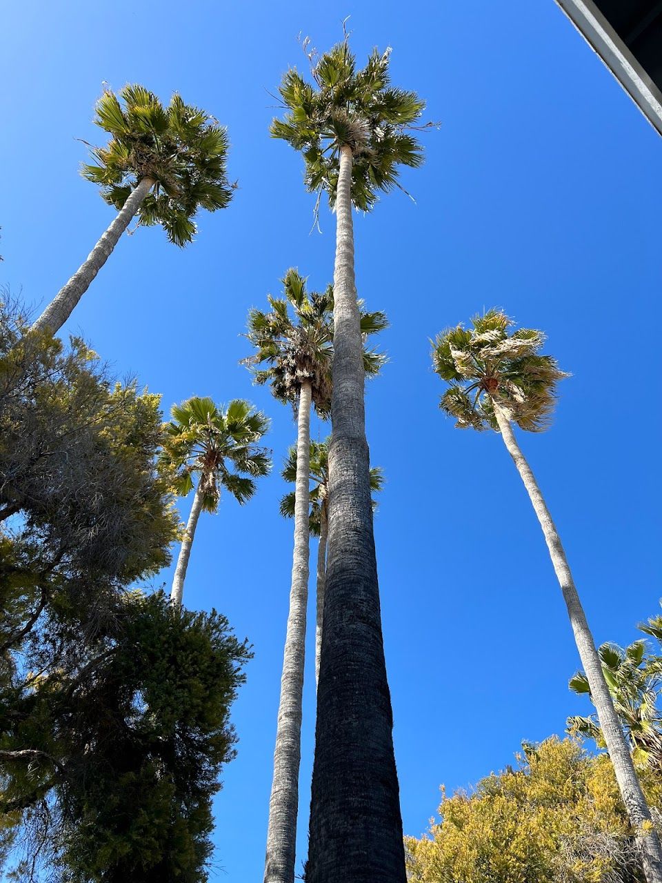 Photo of VALLEY PALMS APTS. Affordable housing located at 2155 LANAI AVE SAN JOSE, CA 95122